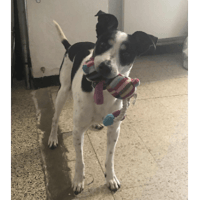 Jack, chien à adopter