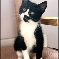 CHARLY, chat à adopter