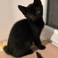 LEWIS, chat à adopter