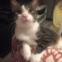 Aura, chatte à adopter