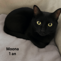 Moona, chatte à adopter