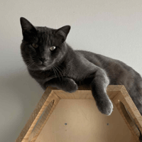 Mufasa, chat à adopter