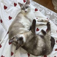 Petunia et Mafalda, chatte à adopter