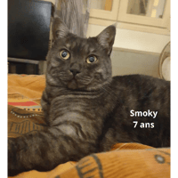 Smoky, chat à adopter