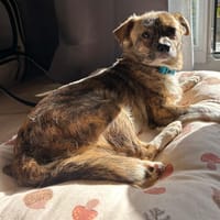 FYLL, chien à adopter