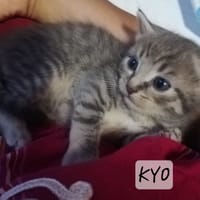 Kyo, chat à adopter