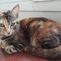 Mina, chatte à adopter