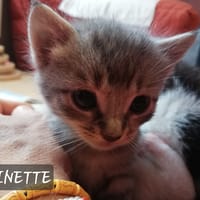 Linette, chatte à adopter