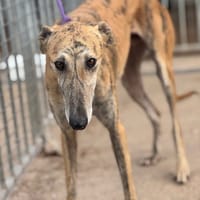 ZAMORANO, chien à adopter