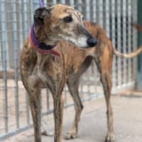 TALANA, chienne à adopter