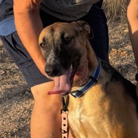 TOMMY (Martina), chien à adopter