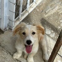 HARRY (Los Reyes), chien à adopter