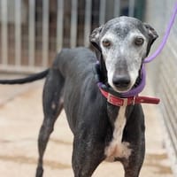 ROSA, chienne à adopter