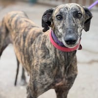 SEÑORITA, chienne à adopter