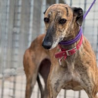 SORIANA, chienne à adopter