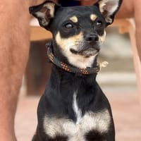 PERKINS (Maria), chien à adopter