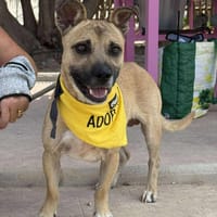 DOYLE (Maria), chien à adopter