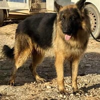 FELIX (Maria), chien à adopter