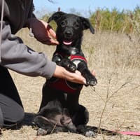 Ron, Hund zur Adoption