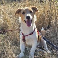 Maya, Hündin zur Adoption