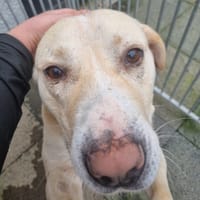 Gary, dog to adopt