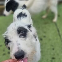 Laura, female dog to adopt