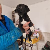 Vima, chienne à adopter