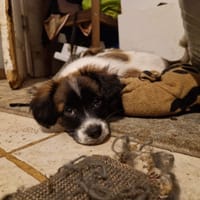 Nekoa, chien à adopter