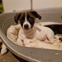 Jouki, chien à adopter