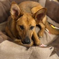 Wandzia, suczka do adopcji