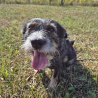 Berta, suczka do adopcji