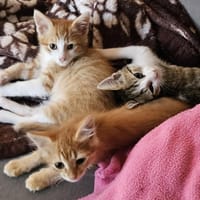 ROUCKI, GRIBOUILLE et PUMPKIN, chat à adopter