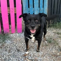 Tamu, chien à adopter