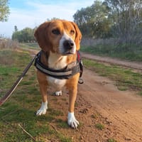 Yannis, chien à adopter