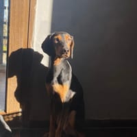 Tata, chienne à adopter