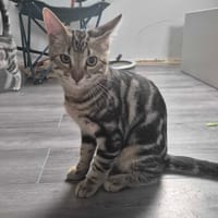 Alf, chat à adopter