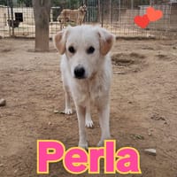 PERLA dolce bimba nata a Giugno 24, cane femmina da adottare