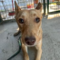 Noelia, perra en adopción