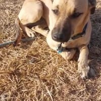 Puri, perra en adopción