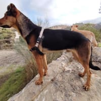 Otto, perro en adopción