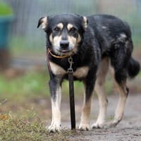 Kuroszi, pies do adopcji