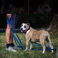 Beza, suczka do adopcji