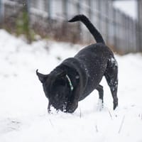 Dżet, pies do adopcji