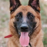 Randal, pies do adopcji