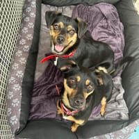 Rosa, suczka do adopcji