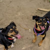 Triki, pies do adopcji