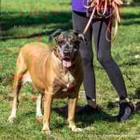 Summer, suczka do adopcji