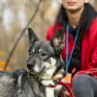 Vain, suczka do adopcji