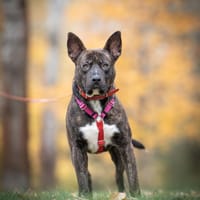 Kaszmir, pies do adopcji