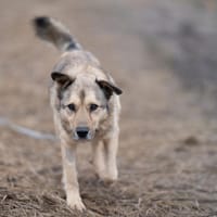 Jakar, pies do adopcji